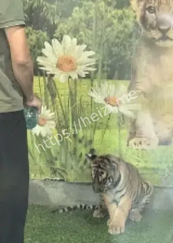 动物园幼虎事件通报