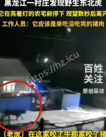 监控拍到老虎进村